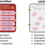 Restoring anisotropy after myocardial injury: strategies to align transplanted human induced pluripotent stem-cell-derived cardiomyocytes