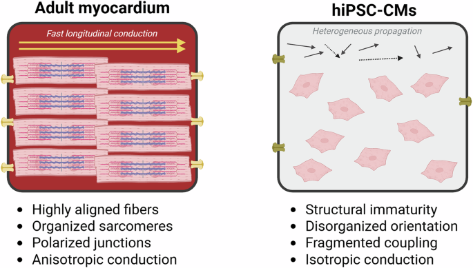 Restoring anisotropy after myocardial injury: strategies to align transplanted human induced pluripotent stem-cell-derived cardiomyocytes