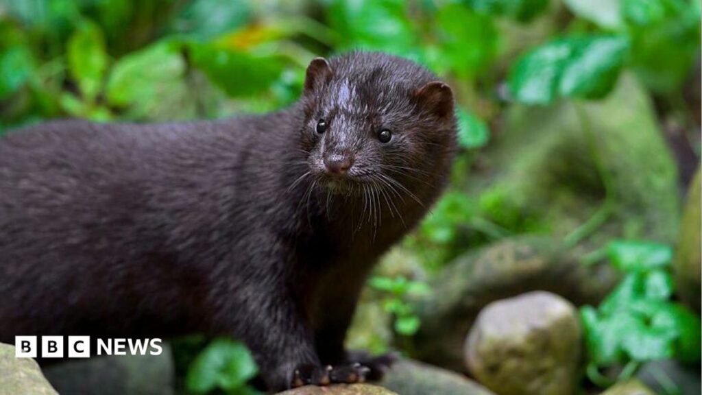 Kent project aims to cut invasive mink numbers by 90%