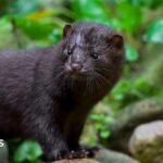 Kent project aims to cut invasive mink numbers by 90%