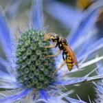 Pests Do More for Us Than You Think