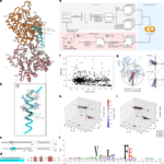 Evolutionarily conserved short linear motifs drive actin filament binding