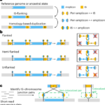 Non-canonical gene amplifications facilitate adaptive evolution in bacteria
