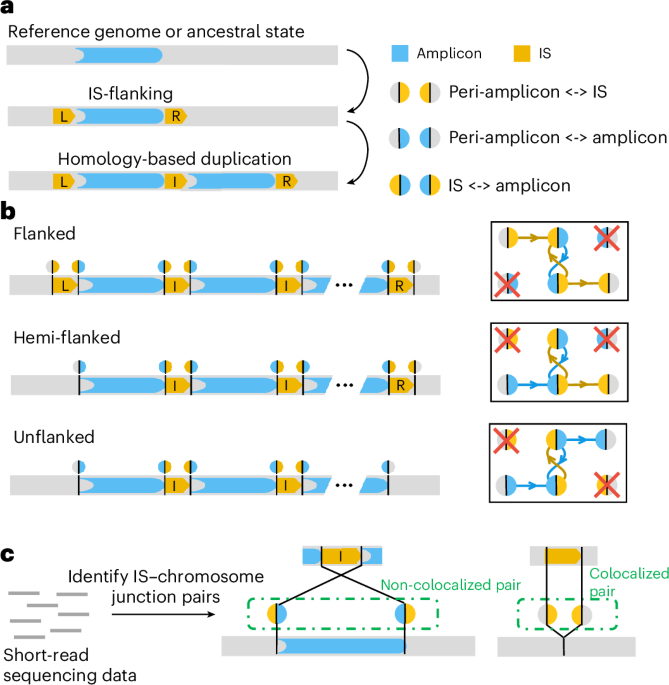 Non-canonical gene amplifications facilitate adaptive evolution in bacteria