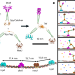 Clocked stepping of an artificial protein walker along a DNA track