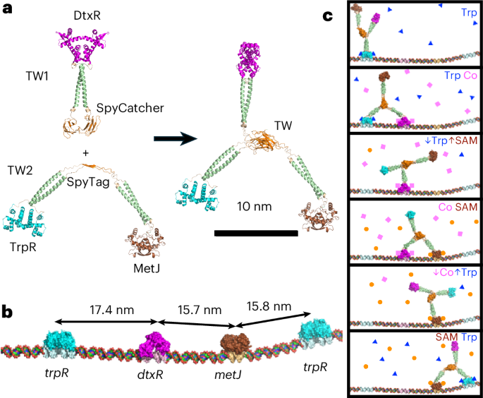 Clocked stepping of an artificial protein walker along a DNA track