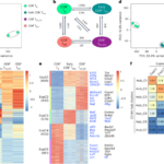 Mapping self-associating chromatin hubs identifies Id proteins as key determinants of exhausted CD8+ T cell fate