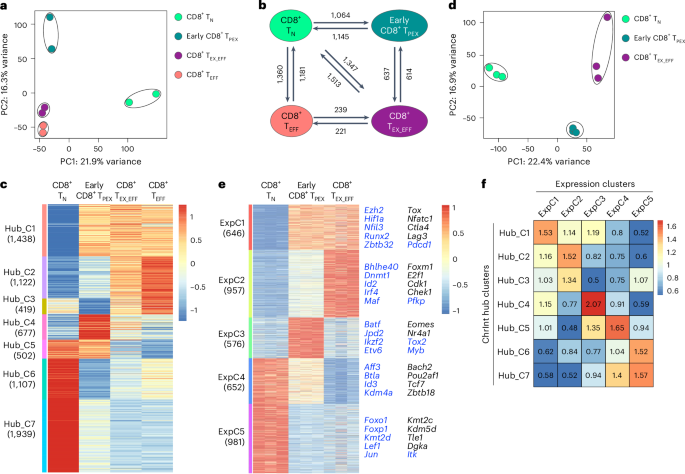 Mapping self-associating chromatin hubs identifies Id proteins as key determinants of exhausted CD8+ T cell fate