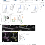 Pregnancy-induced tissue-resident memory-like T cells contribute to tumor control in breast cancer