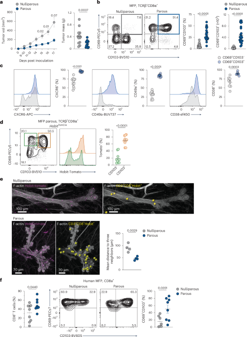 Pregnancy-induced tissue-resident memory-like T cells contribute to tumor control in breast cancer