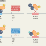 Exhausted CD8+ T cell subsets differ a TAD