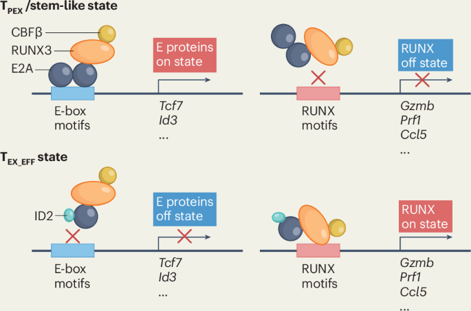 Exhausted CD8+ T cell subsets differ a TAD