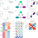 Exhausted CD8+ T cell fate is programmed by dynamic CTCF-mediated enhancer activation and invariant CTCF-imposed barriers