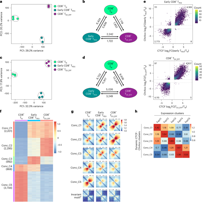 Exhausted CD8+ T cell fate is programmed by dynamic CTCF-mediated enhancer activation and invariant CTCF-imposed barriers