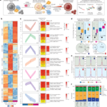 Promoter reinforcement supports transcriptional resilience in drug-resistant cancer
