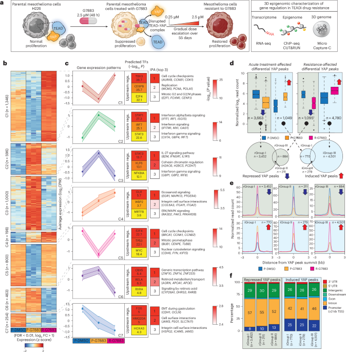 Promoter reinforcement supports transcriptional resilience in drug-resistant cancer