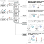 SARS-CoV-2-specific immunity after XBB.1.5 vaccination is not significantly altered by subsequent influenza vaccination in dialysis patients