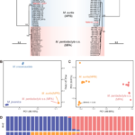 Revalidation of Manis aurita based on integrative genomic and morphological evidence