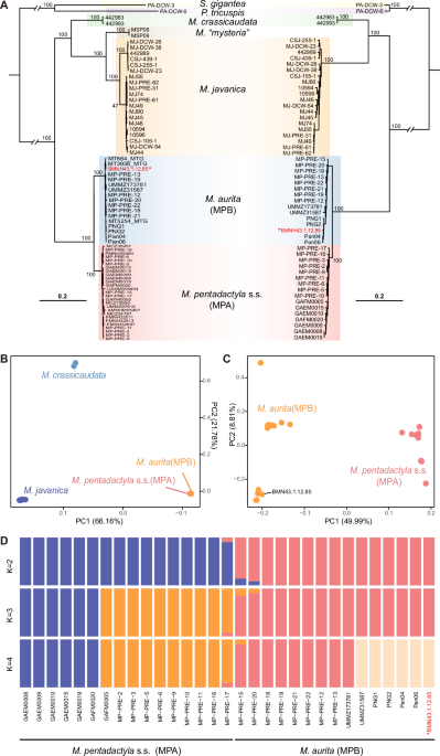 Revalidation of Manis aurita based on integrative genomic and morphological evidence