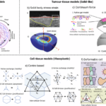 Mechanics and engineering models of tissue remodelling during tumour progression