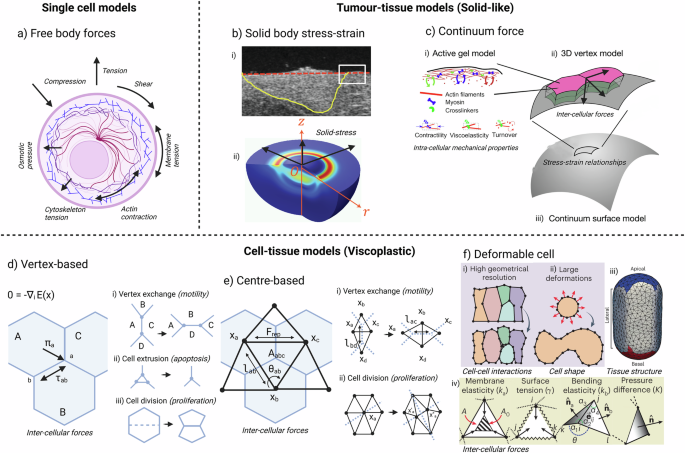 Mechanics and engineering models of tissue remodelling during tumour progression
