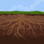 New ddPCR Method for Root DNA Analysis