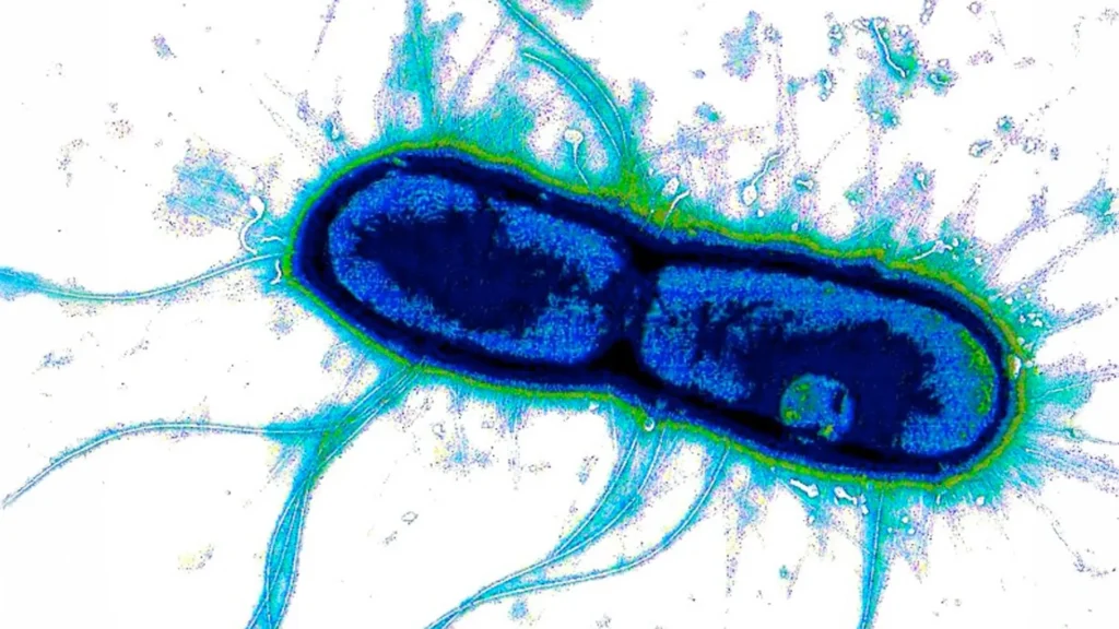 Scientists find the “Achilles’ heel” of deadly gut bacteria