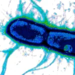 Scientists find the “Achilles’ heel” of deadly gut bacteria