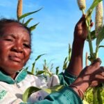 El Niño forecast to intensify, increasing likelihood of extreme weather